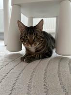 Cyperse kitten (8 maanden), Kater, Kortharig, 0 tot 2 jaar