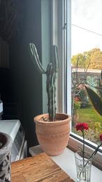 Vier mooie planten/ cactussen m potten, Huis en Inrichting, Ophalen, Halfschaduw, Minder dan 100 cm