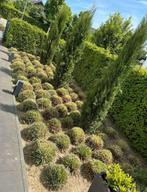 Professioneel tuin onderhoud aangeboden, Ophalen of Verzenden, Zomer, Volle zon, Overige soorten