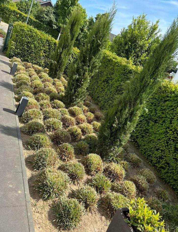 Professioneel tuin onderhoud aangeboden, Tuin en Terras, Planten | Bomen, Overige soorten, Volle zon, Zomer, Ophalen of Verzenden