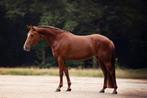 Prachtige en Eerlijke Sportpony, Dieren en Toebehoren, Pony's, Merrie, Gechipt, Springpony, 3 tot 6 jaar