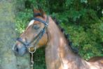 Lieve C pony te koop, Dieren en Toebehoren, Pony's, C pony (1.27m tot 1.37m), B, Merrie, Gechipt