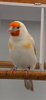 Putter bruin pastel poppen, Dieren en Toebehoren, Vogels | Overige Vogels, Vrouwelijk, Wildzangvogel, Geringd