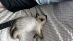 Britse korthaar kittens, Dieren en Toebehoren, Katten en Kittens | Raskatten | Korthaar, Poes, Ontwormd, 0 tot 2 jaar
