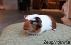 Zeugje cavia, Dieren en Toebehoren, Cavia, Vrouwelijk, Januari, Tam