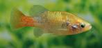 Xenotoca Doadrio te koop, Dieren en Toebehoren, Vissen | Aquariumvissen, Vis