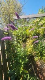 Vlinderstruik Buddleja davidii, Ophalen, Vlinderstruik, Minder dan 100 cm