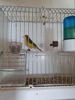 Mozambiquesijs, Mannelijk