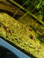 Garnalen, Dieren en Toebehoren, Kreeft, Krab of Garnaal