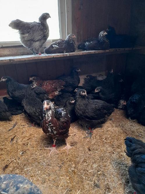 Sussex rood porselein, Australorp en Orpington hennen groot, Dieren en Toebehoren, Pluimvee, Kip, Vrouwelijk