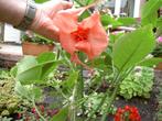 Brugmansia's, Tuin en Terras, Volle zon, Vaste plant, Zomer, Ophalen