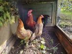 Kippen met kippenhok, Dieren en Toebehoren, Pluimvee, Meerdere dieren, Kip