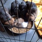 Duitse herder pups, Dieren en Toebehoren, Honden | Herdershonden en Veedrijvers, 8 tot 15 weken, Meerdere, Meerdere dieren, Herder