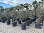 Meerstammige kurkeik - Quercus suber te koop 180/200 cm., 100 tot 250 cm, Zomer, Volle zon, In pot