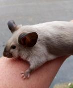 Kleurmuis Siamees gezocht, Dieren en Toebehoren, Meerdere dieren, Muis