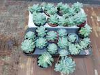 Echeveria, Tuin en Terras, Planten | Tuinplanten, Ophalen