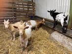 Te koop dwerg geiten bokjes, Dieren en Toebehoren, Schapen, Geiten en Varkens, Mannelijk, Geit