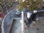 Sierduiven, Dieren en Toebehoren