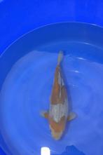 Doitsu Ochiba, Dieren en Toebehoren, Karper of Koi