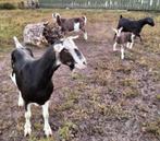 3 leuke en heel lieve geiten en 1 lam, Dieren en Toebehoren, Schapen, Geiten en Varkens, Vrouwelijk, Geit