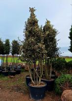 Quercus Ilex ❗️🍀 meerstam steeneik🍀❗️ 300-400, Ophalen, Halfschaduw, Overige soorten