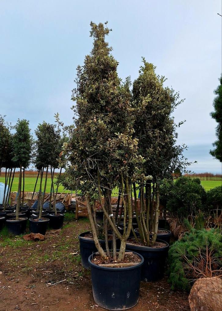 Quercus Ilex ❗️🍀 meerstam steeneik🍀❗️ 300-400, Tuin en Terras, Planten | Bomen, Overige soorten, Halfschaduw, Ophalen