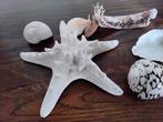 Mooie schelpen en grote zeester, Verzamelen, Mineralen en Fossielen, Ophalen of Verzenden, Schelp(en)