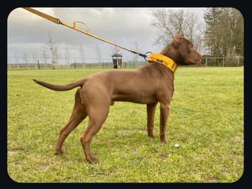 Prachtige mooie rednose dekreu - choco pitbull met stamboom! beschikbaar voor biedingen