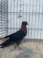 Nederbeierse kropper project, Meerdere dieren, Postduif