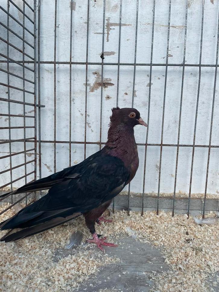 Nederbeierse kropper project, Dieren en Toebehoren, Vogels | Duiven, Postduif, Meerdere dieren