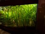 Aquarium planten..valenseria, Dieren en Toebehoren, Vissen | Aquaria en Toebehoren, Ophalen of Verzenden, Zo goed als nieuw, Plant(en), Steen of Hout
