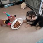 FCI Dwergkeesjes/Pomeranian/Pomeriaan, Dieren en Toebehoren, Keeshond, CDV (hondenziekte), 8 tot 15 weken, Meerdere