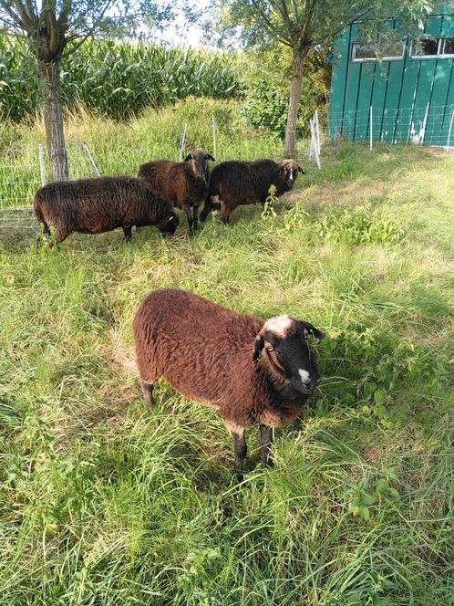 Krainer Steinschaf ooien (uniek), Dieren en Toebehoren, Schapen, Geiten en Varkens, Schaap, Vrouwelijk