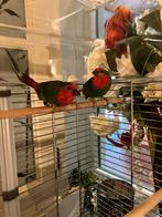 Vogels, Dieren en Toebehoren, Vogels | Parkieten en Papegaaien