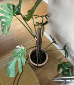 Monstera Thai Constellation zonder pot, Huis en Inrichting, Kamerplanten, Ophalen, Halfschaduw, 100 tot 150 cm