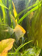 Maanvis koppel XL, Vis