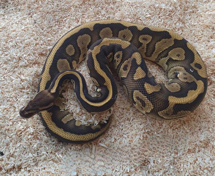 Koningspython