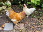 Krielkip Hanen, Dieren en Toebehoren, Pluimvee, Mannelijk, Kip