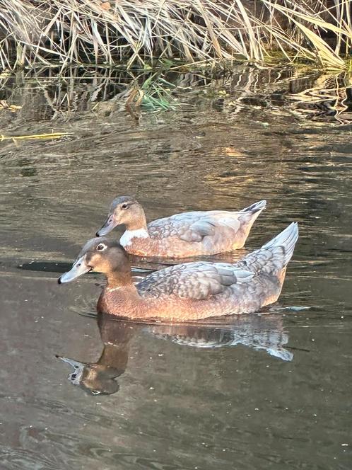 Eenden koppel, Dieren en Toebehoren, Pluimvee, Eend, Meerdere dieren