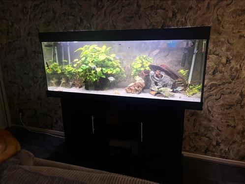 Juwel Aquarium met/of inhoud, Dieren en Toebehoren, Vissen | Aquaria en Toebehoren, Zo goed als nieuw, Gevuld zoetwateraquarium