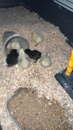 Zijdehoender/ zijdehoen usa en eu kuikens, Dieren en Toebehoren, Geslacht onbekend