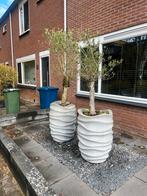 2 Grote grijze potten met olijfbomen, Tuin en Terras, Bloembakken en Plantenbakken, Gebruikt, Minder dan 60 cm, Ophalen of Verzenden