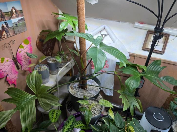 Philodendron ghost groot, Huis en Inrichting, Kamerplanten, Overige soorten, 100 tot 150 cm, Groene kamerplant, Halfschaduw, In pot