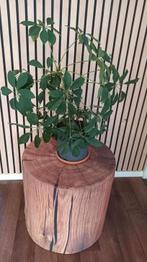 Mooie Vingerplant (3), Huis en Inrichting, Ophalen, Overige soorten, Minder dan 100 cm