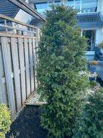 Mooie boom, Ophalen of Verzenden, Volle zon, Overige soorten