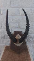Hoorns met schedel van Puku antilope, Ophalen of Verzenden, Zo goed als nieuw, Hert, Schedel