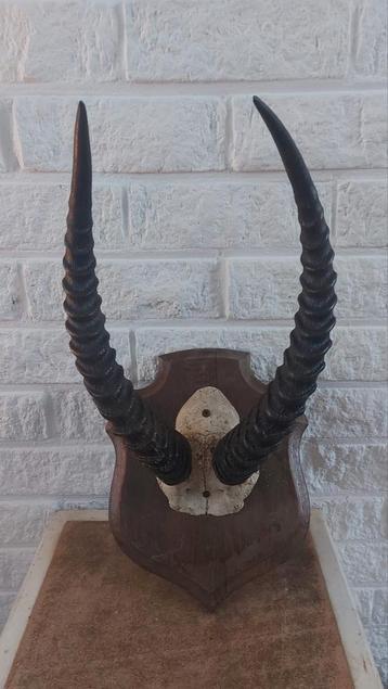 Hoorns met schedel van Puku antilope  beschikbaar voor biedingen