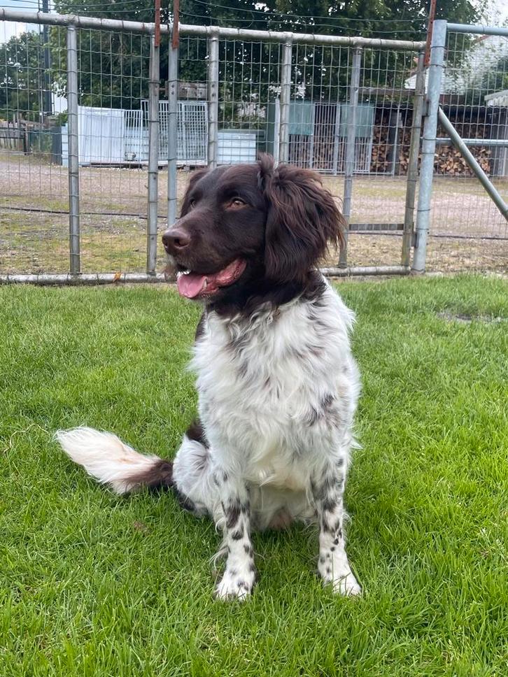 Mooie Friese stabij dekreu, Dieren en Toebehoren, Honden | Dekreuen, Reu, Particulier, Eén hond, Nederland, 3 tot 5 jaar