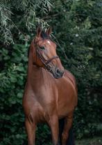 Super lieve allround ruin te koop, Dieren en Toebehoren, Gechipt, Ruin, Niet van toepassing, 3 tot 6 jaar