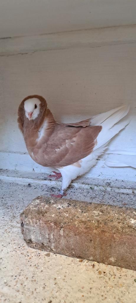 Te koop sierduiven Oudhollands kapucijnen duiven, Dieren en Toebehoren, Vogels | Duiven, Overige soorten, Meerdere dieren